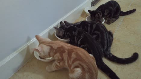 four hungry american shorthair kittens eating dry cat food on bowl