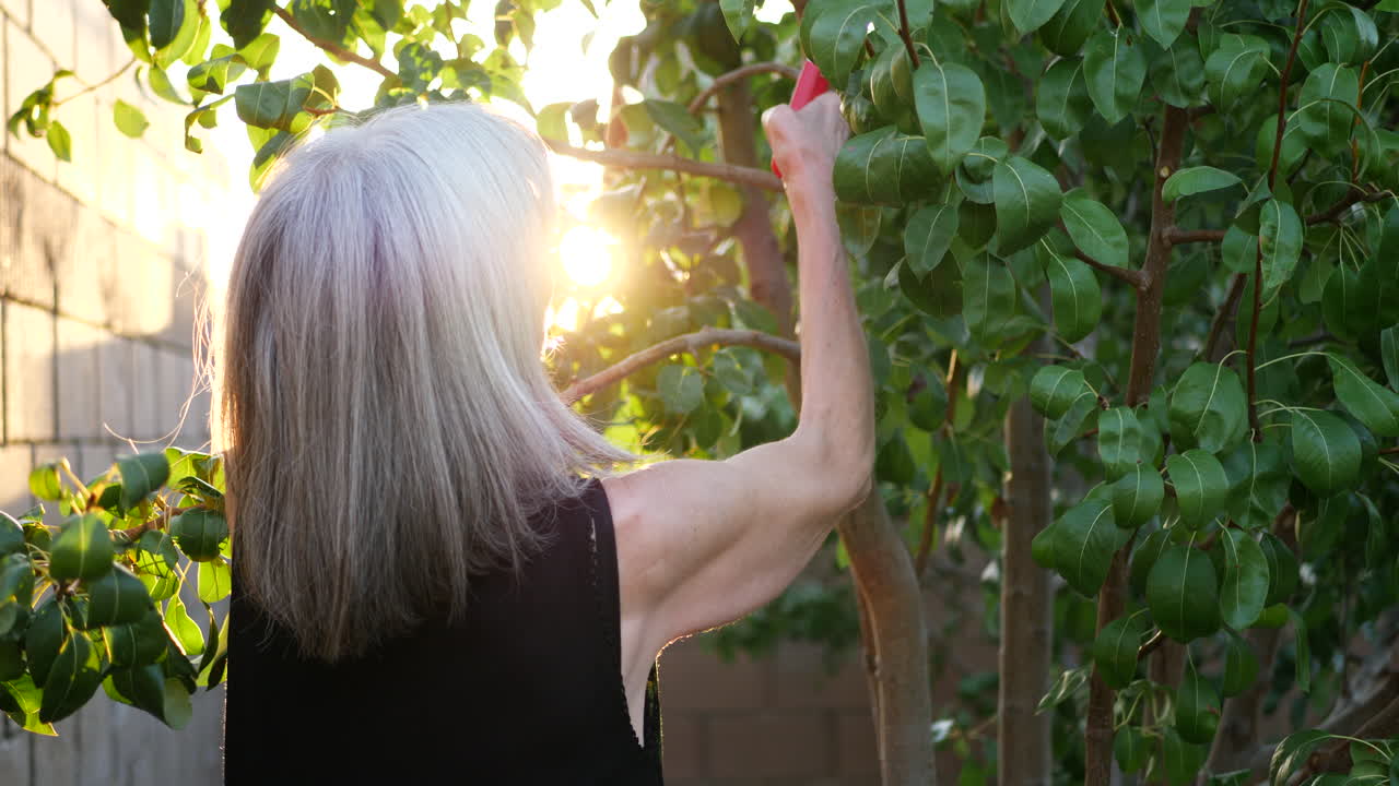 An aging woman with gray hair clipping branches and pruning a pear fruit tree in her orchard garden at sunset