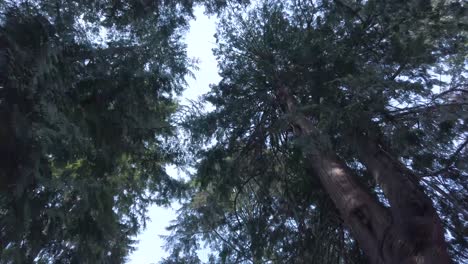 landscape view upto the sky see many trees while walking in the park with beautiful clear blue sky in summer day in canada