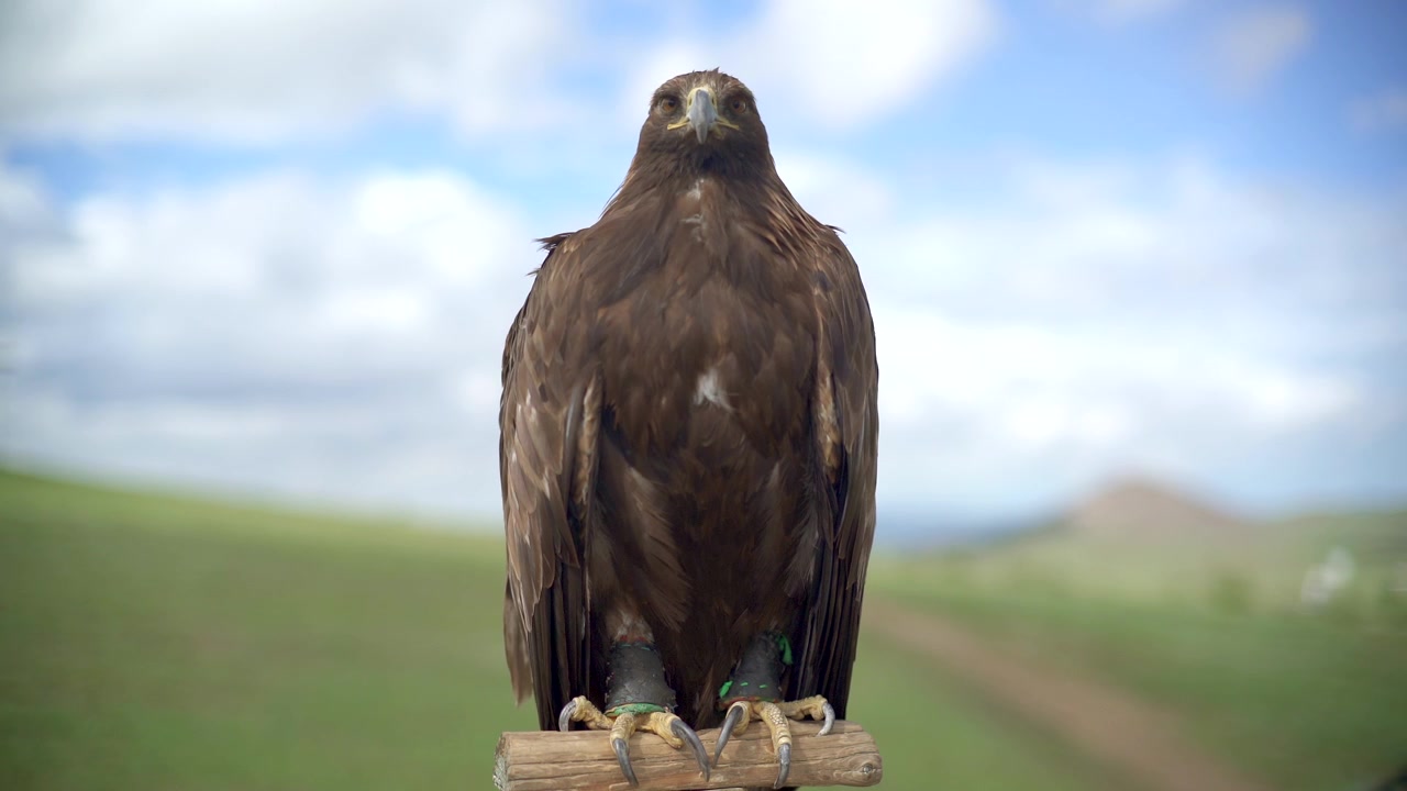 Aquila reale appollaiata su un palo di legno in un paesaggio aperto