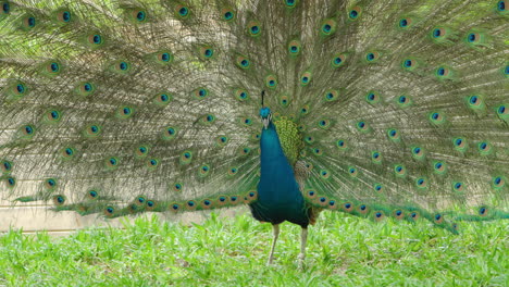 Männlicher-Pfau-Fächert-Seinen-Prächtigen-Schwanz-Auf,-Um-Weibliche-Pfauenhenne-Während-Der-Brutzeit-Zu-Beeindrucken