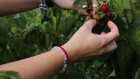 close-up hand picks a fresh ripe raspberry from a bush