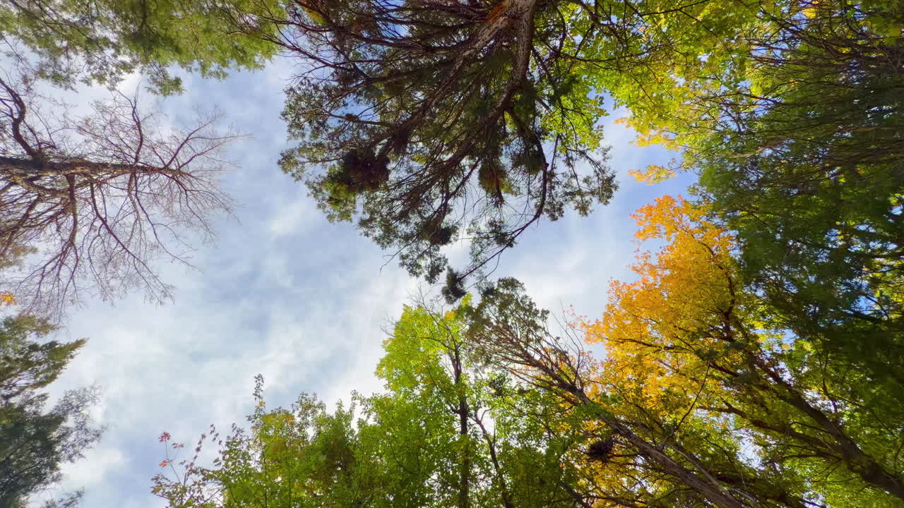 Looking Up On Trees With Autumn Colors Against Bright Sky On A Windy Day. - low angle shot