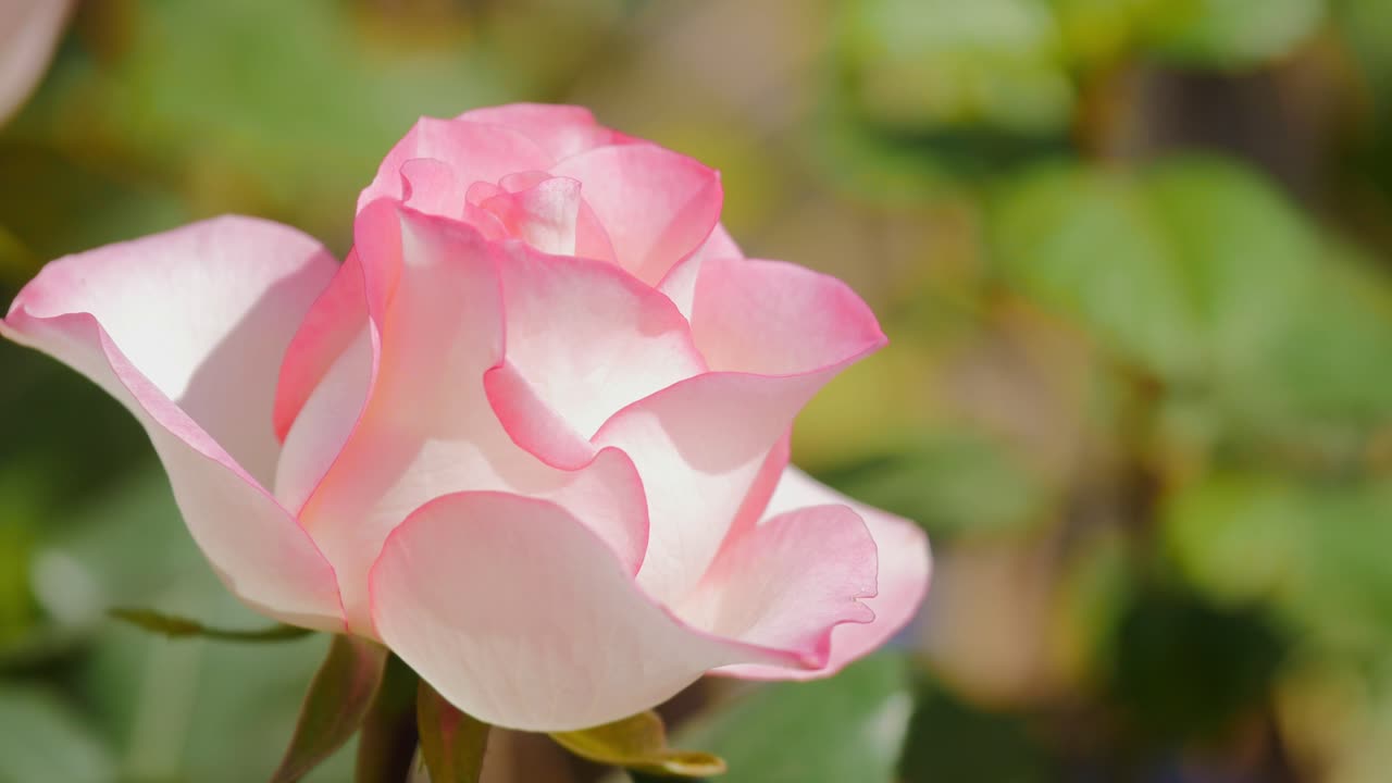 closeup shot of a pink rose flower called Princesse de Monaco at the home garden