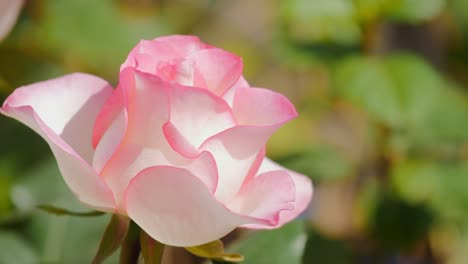 closeup shot of a pink rose flower called princesse de monaco at the home garden