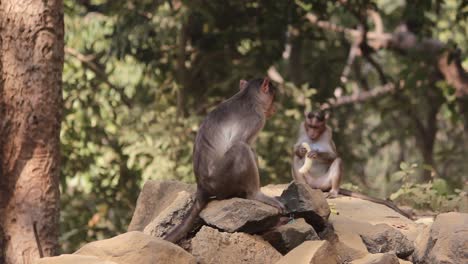 Haubenaffe-Familie-Sitzt-Auf-Felsen-Im-Wald-In-Indien.-Videohintergrund-In-Full-HD.-Indische-Affenfamilie-Sitzt-Auf-Felsen-Im-Dschungel-In-Indien-Und-Isst-Von-Touristen-Geschenkte-Bananen