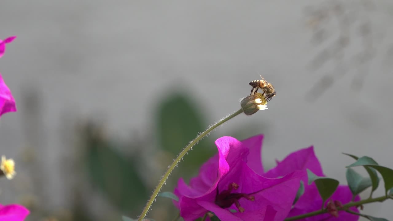 노란 꽃 위에 서 있는 벌