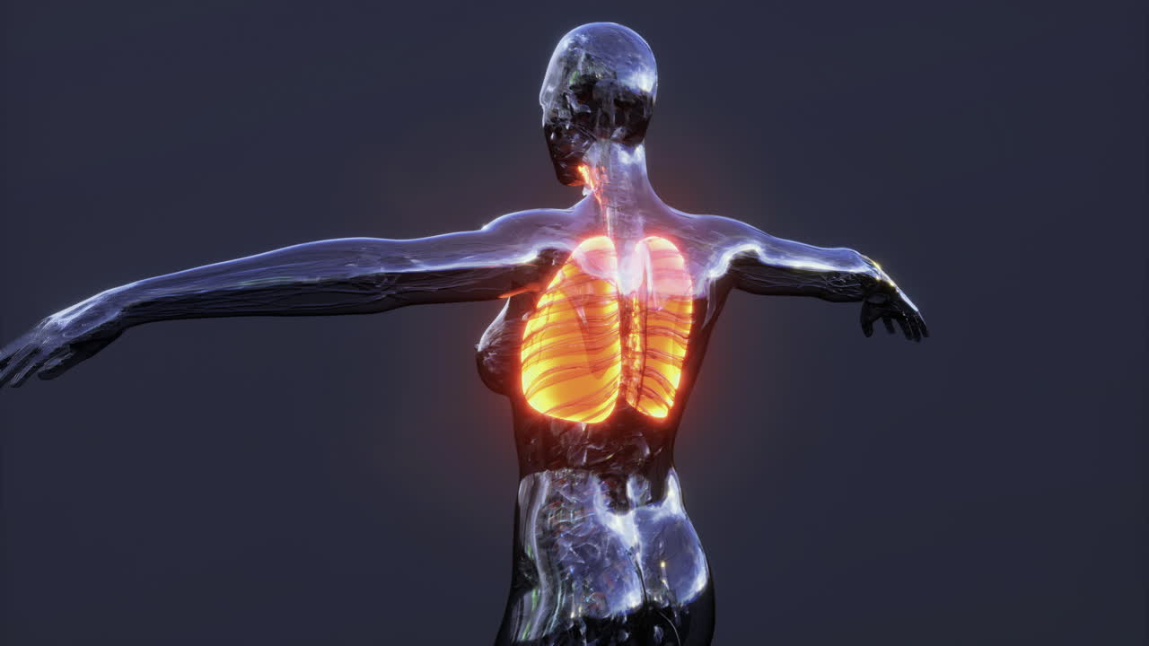 Anatomia dettagliata dei polmoni umani visibile in un rendering di una figura umana trasparente