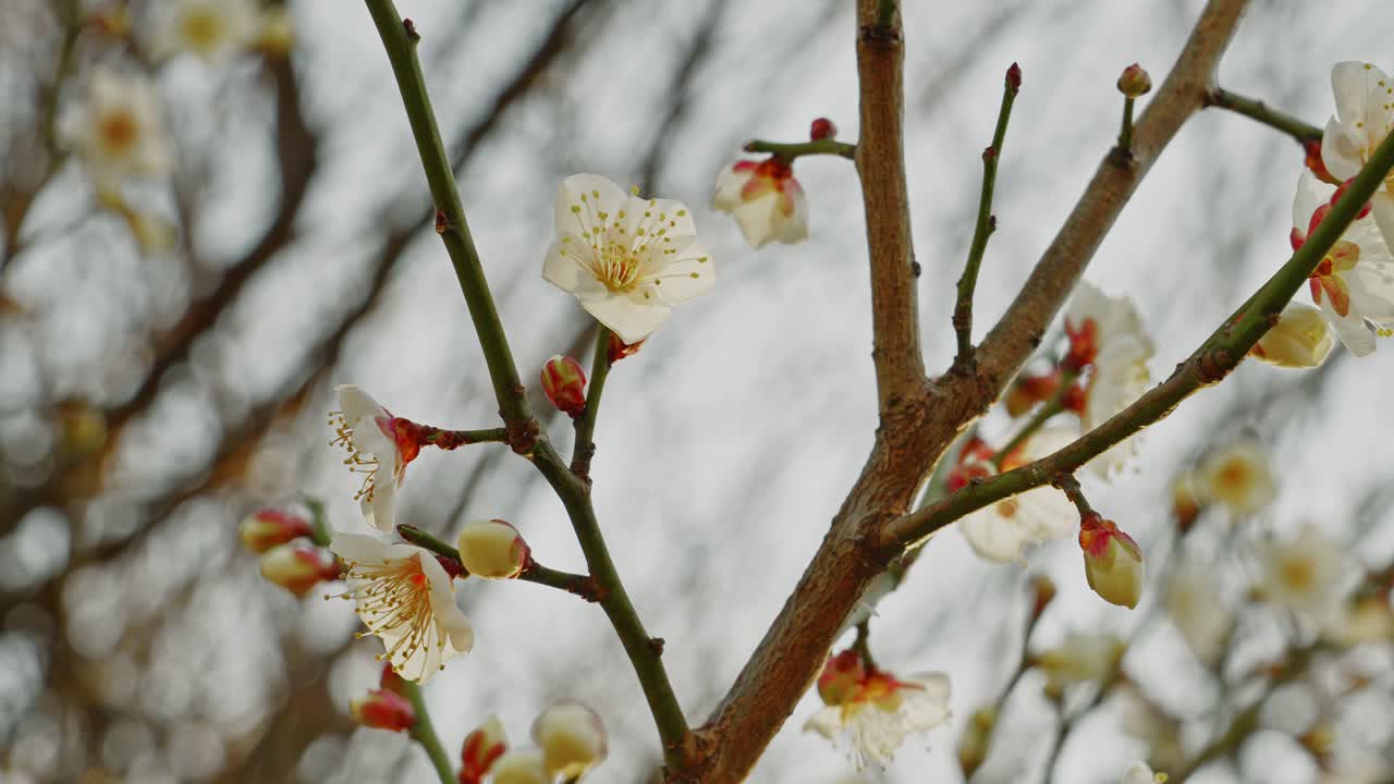 Delicati fiori di pruno bianchi con stami gialli e boccioli rossi si aggrappano a rami marroni spogli contro un cielo grigio tenue e coperto, catturati come uno scatto ravvicinato statico con una delicata luce naturale