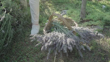 a woman's hand puts cut lavender in a basket