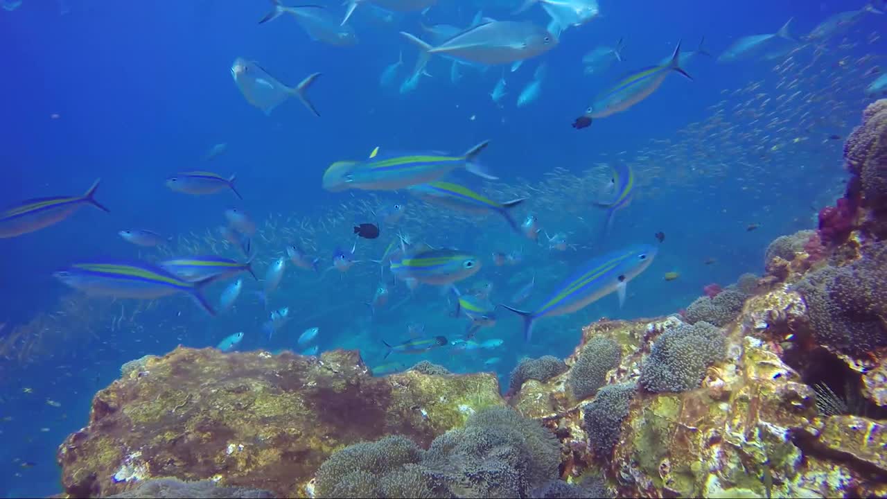educación de peces tropicales azules en todas partes del hermoso arrecife de coral