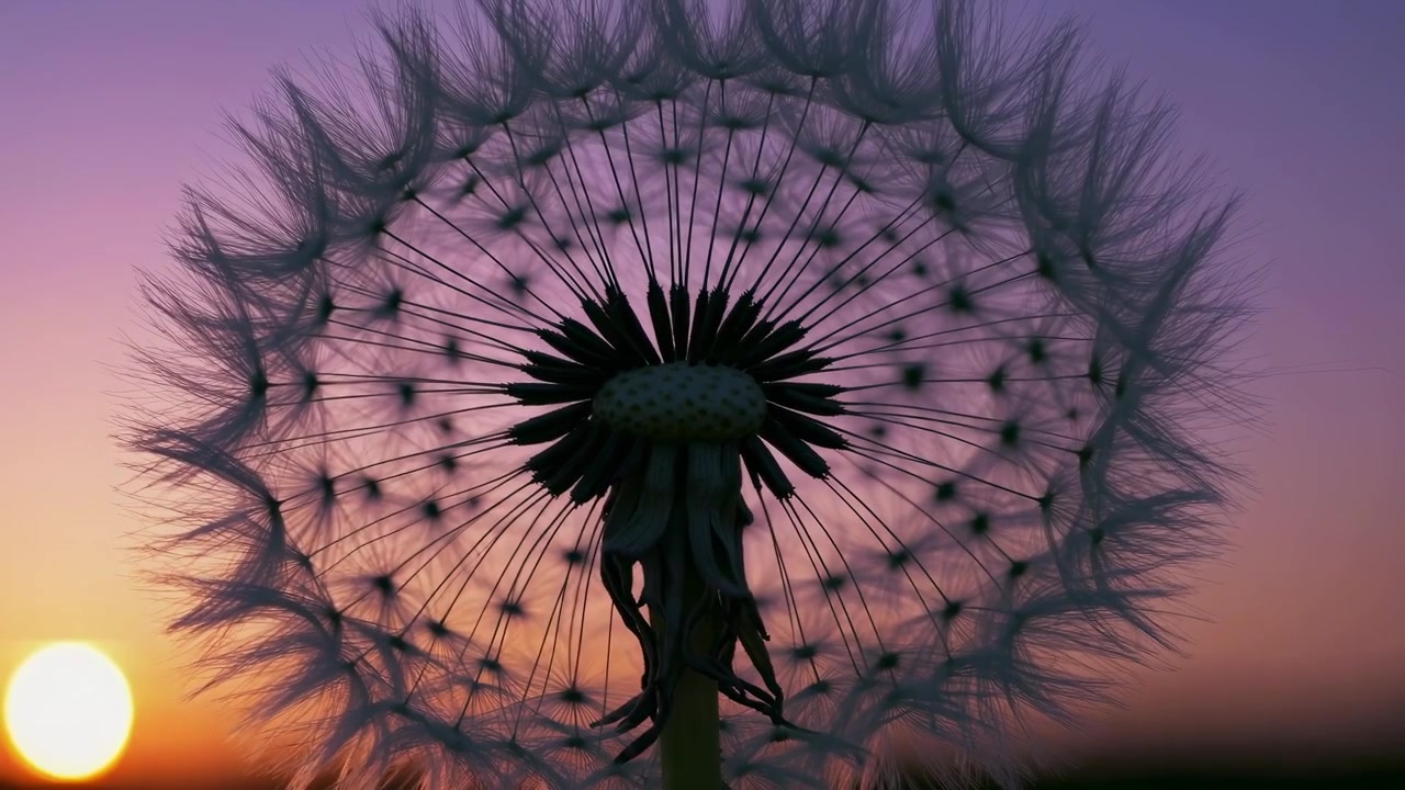 Dandelion Seed Head Silhouetted Against a Vibrant Sunset