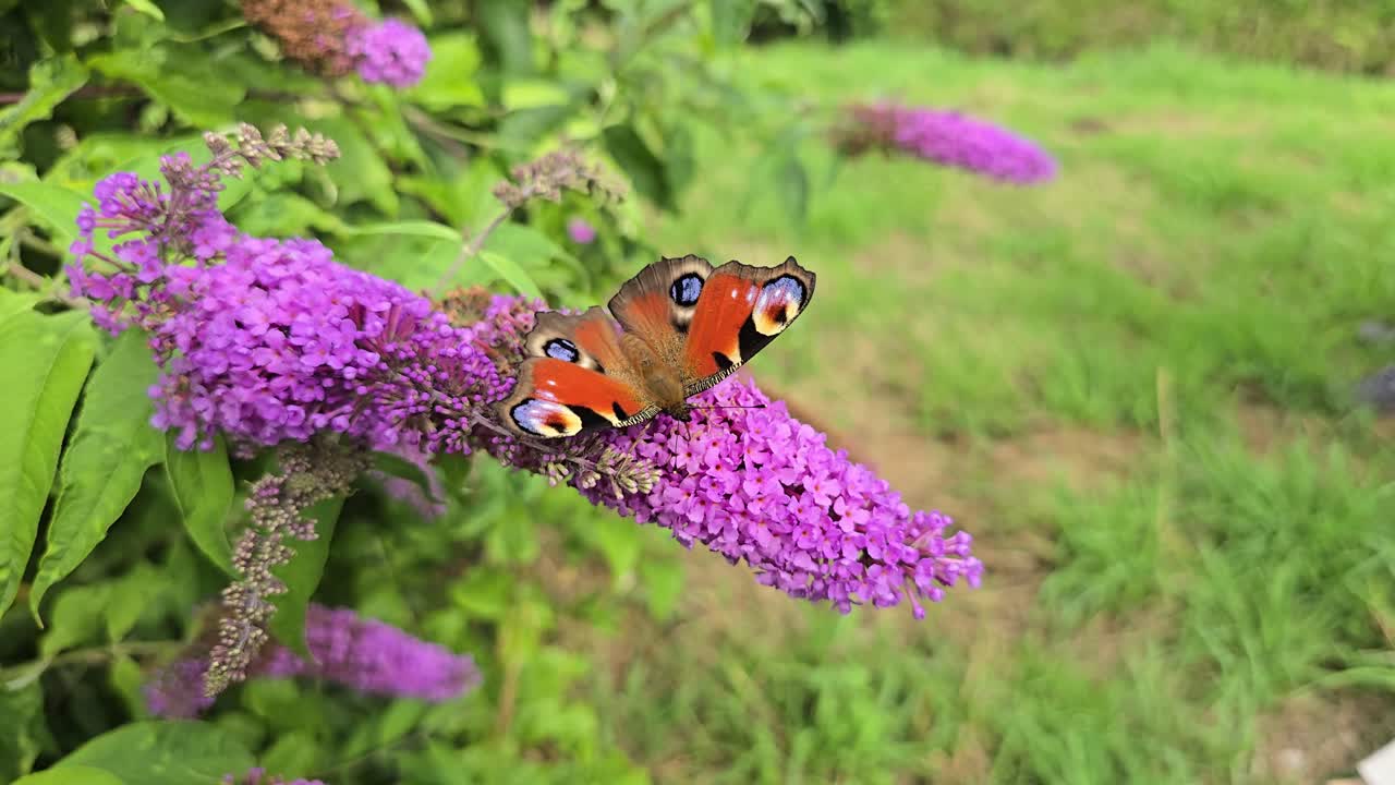 Rallentatore ravvicinato di una farfalla pavone (Aglais io) su fiori viola di Buddleja davidii