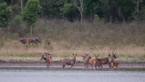 sambar deer, rusa unicolor, thailand