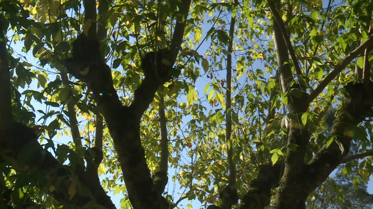 la luz del sol filtrándose a través de las hojas de los árboles