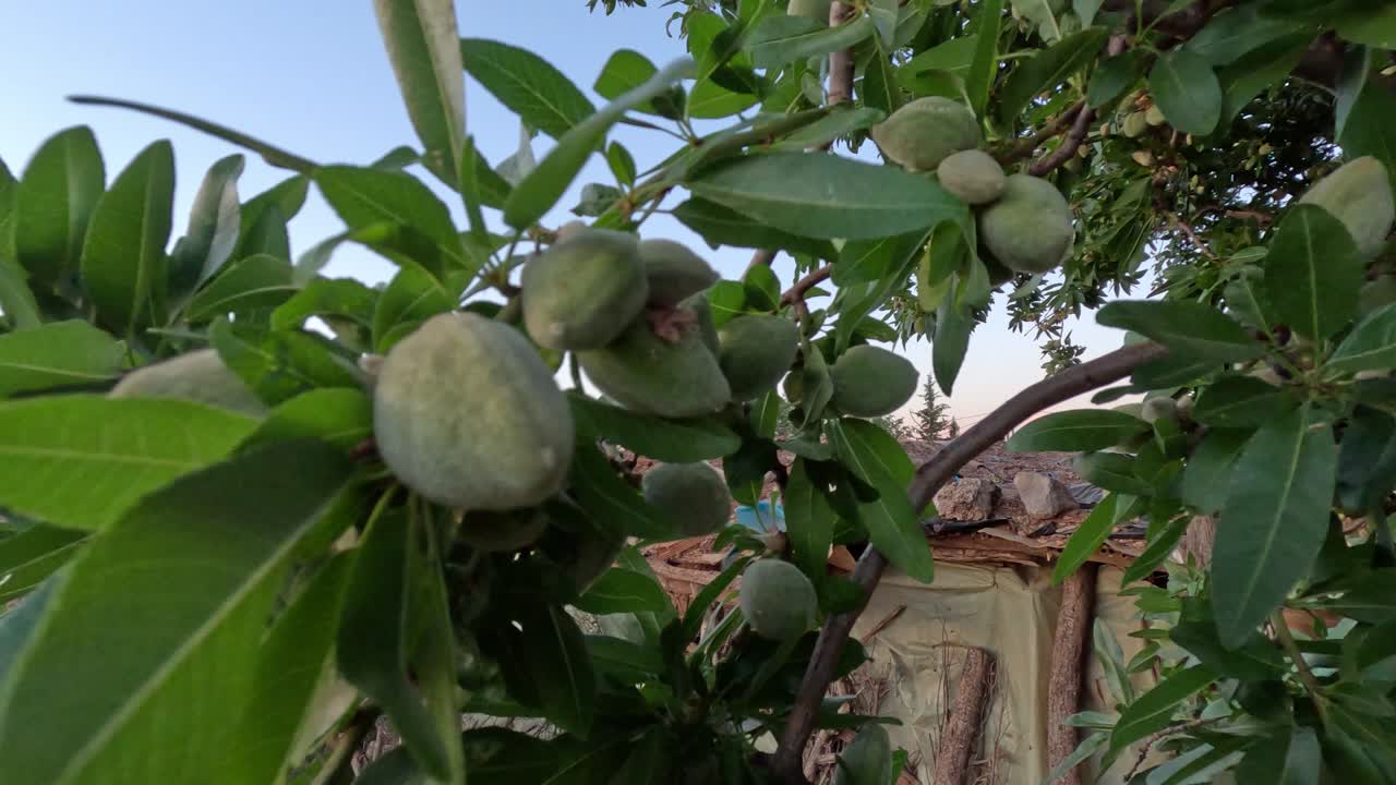 Primo piano di un mandorlo con frutti pendenti