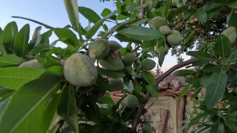 almond tree close up with fruit hanging