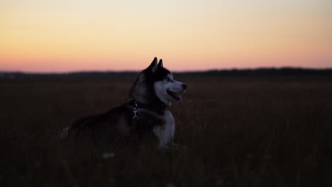 Siberian-husky-with-blue-eyes-and-gray-white-hair-sits-on-the-grass-and-looks-into-the-distance-at-sunset