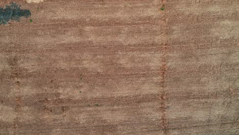 increíble cosecha plana recta y campo agrícola de paja dorada y trigo amarillo preparado para la agricultura pila.