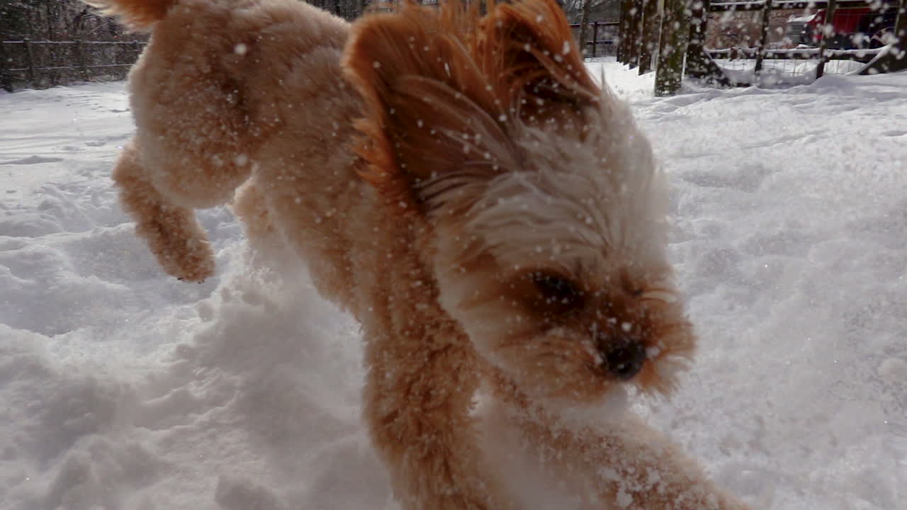 Aktiver, fröhlicher Hund rennt im Winterschnee draußen am Tag in Zeitlupe