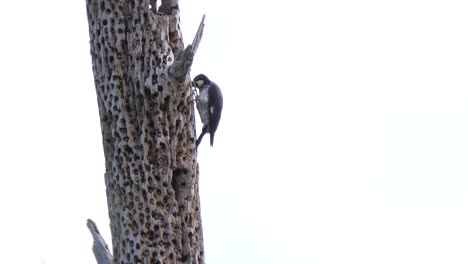 Bird-Melanerpes-formicivorus,-Acorn-Woodpecker,-pecks-an-old-tree-in-a-park-in-Honduras