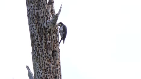 bird melanerpes formicivorus, acorn woodpecker, pecks an old tree in a park in honduras