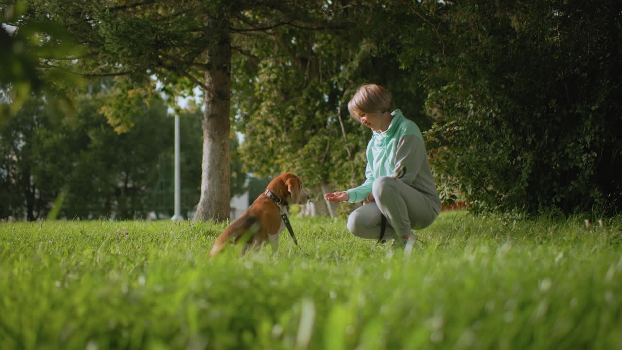 Bull dog eats dry food directly from owner's hand during outdoor training session in sunny park surrounded by lush grass and tall trees creating peaceful atmosphere with strong bonding
