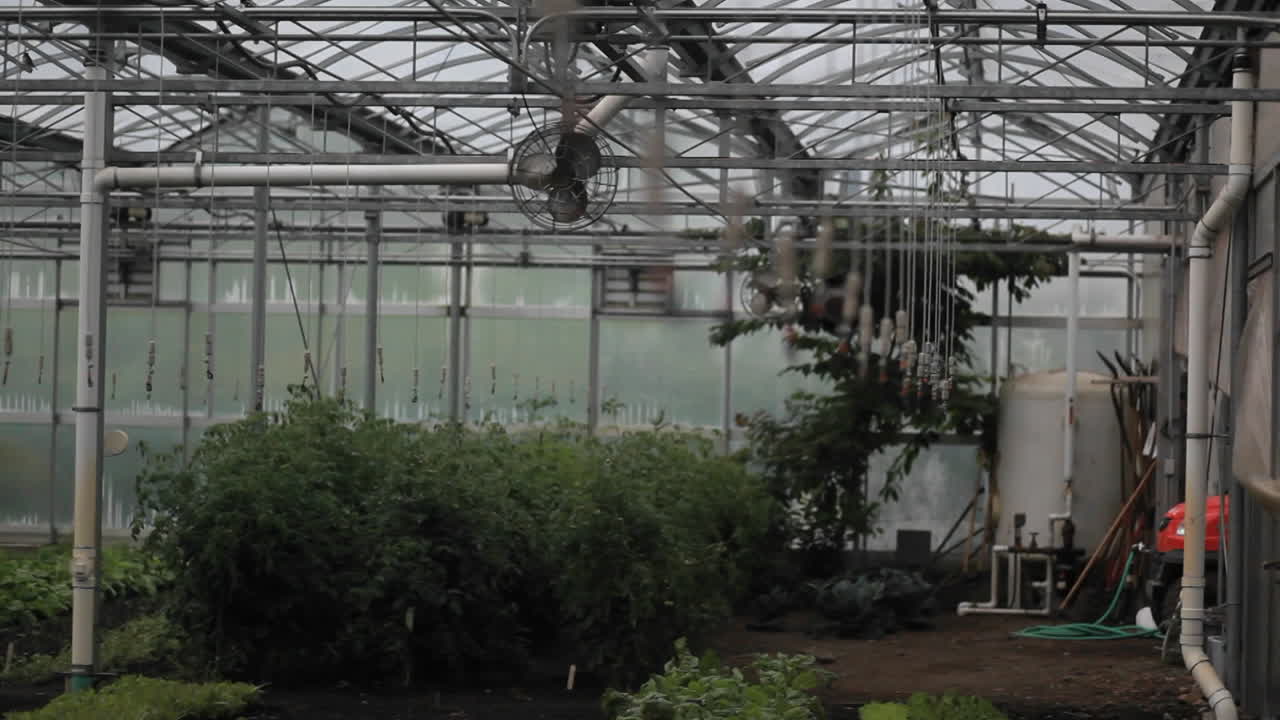 온실 내부의 소프트 포커스 샷 1