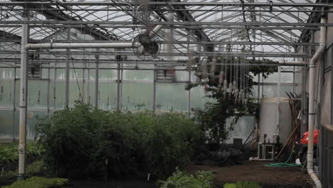 soft focus shot of the interior of a greenhouse 1