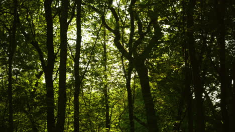 sun is shining through the trees in the summer time in norway