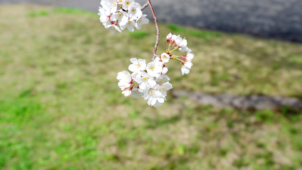 바람에 흔들리는 귀여운 요시노 체리 나무