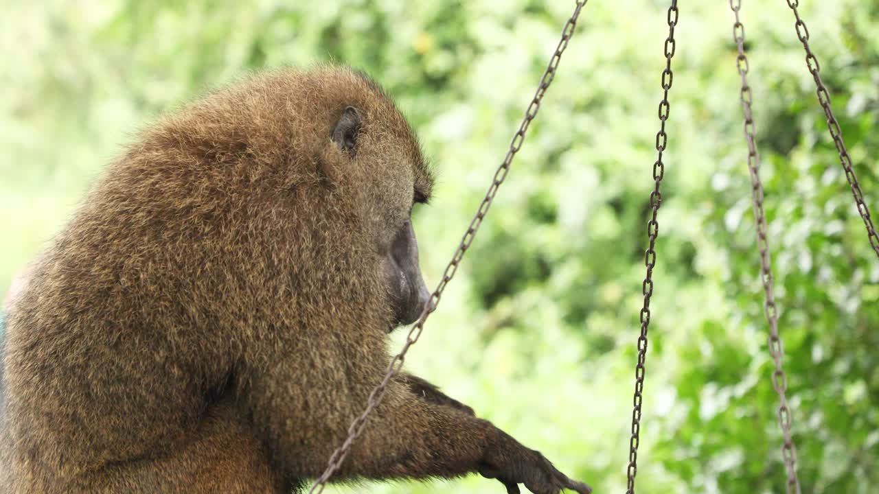 retrato de un babuino olivo comiendo en el parque nacional de aberdare en kenia, áfrica oriental