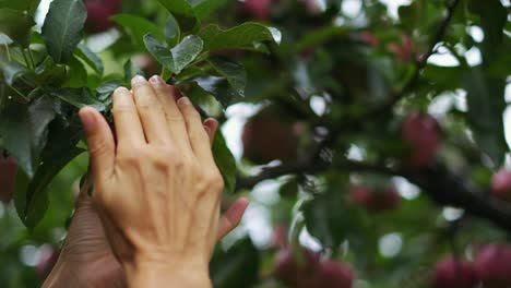 Close-up-view,-4k-,slow-motion-video-footage-of-two-white-female-hands-touching-red-juicy-organic-red-apple-fruit-hanging-on-green-tree-outdoors