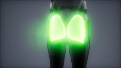 gluteus maximus - animación de la anatomía de los músculos de las piernas