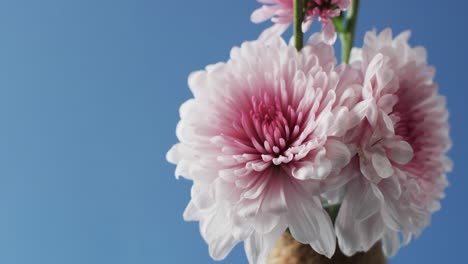 Vídeo-De-Flores-Blancas-Y-Rosadas-En-Jarrón-Blanco-Con-Espacio-Para-Copiar-Sobre-Fondo-Azul