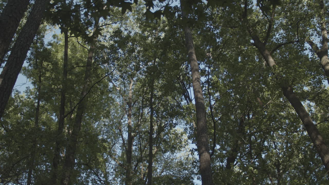 Looking Up at Tall Green Forest Trees