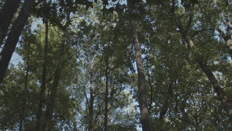 Looking Up at Tall Green Forest Trees