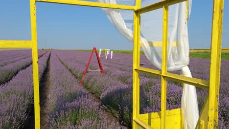 Colorful-lavender-field-filled-with-props-and-sets-for-photo-shoots-and-sessions