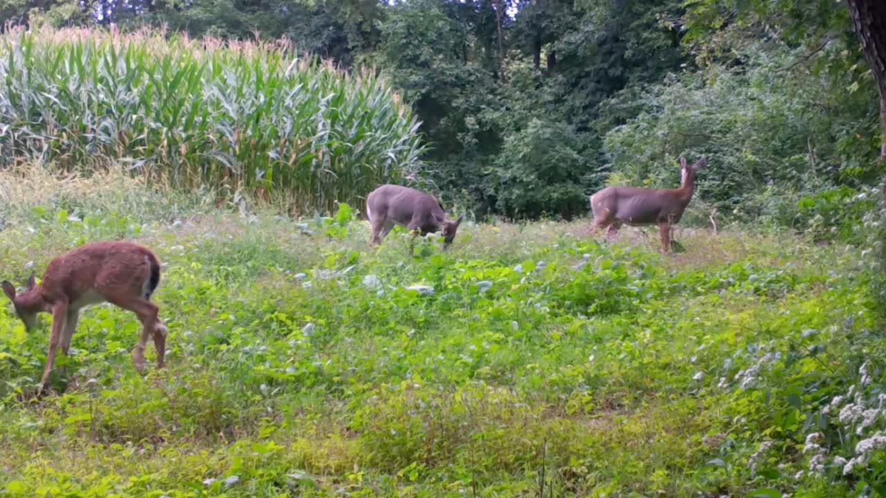 늦여름 중서부 상부의 옥수수 밭과 숲 사이의 먹이밭에서 야생 무를 먹고 있는 사슴 세 마리
