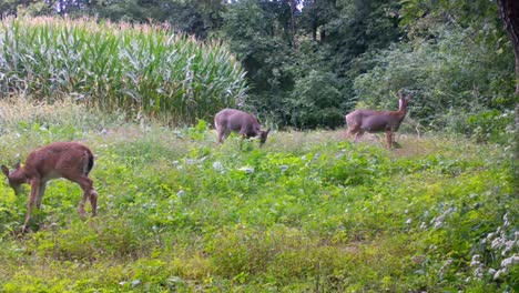 three deer grazing on wild radishes in a food plot between a corn field and the woods in the upper midwest in late summer