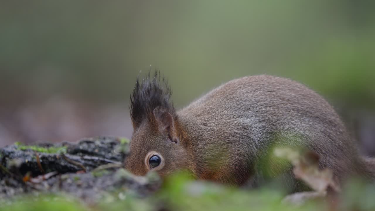Red squirrel Sciurus vulgaris standing alert on moss covered ground in quiet woodland