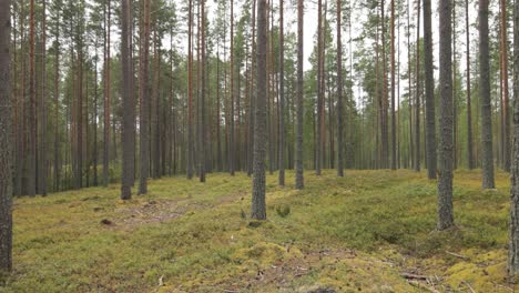 beautiful pine forest with wild bilberries bushes.