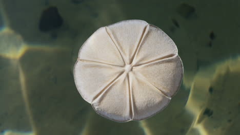 sand dollar in shallow water