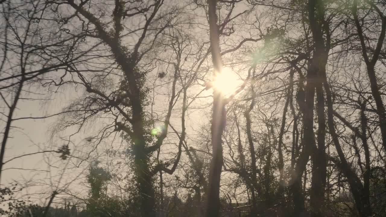 The Profile Of The Trees Under The Bright Light Of The Sun In Northern Ireland. -wide shot