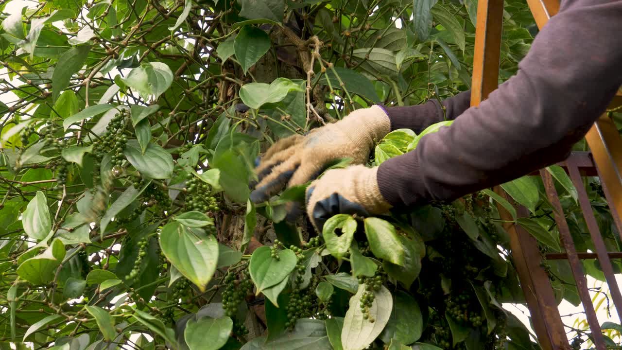 Hands of a person cultivating and plucking back fresh green pepper peppercorns from the tree