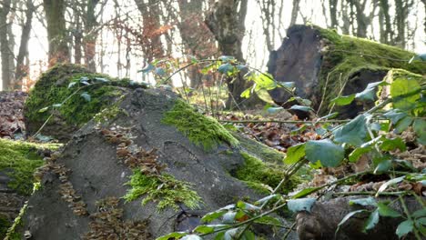 Mossy-fall-deforestation-woodland-forest-tree-trunks-close-up,-Sunshine-shining-through-branches