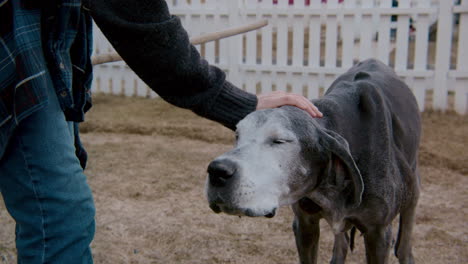 kind person stroking senior grey hound