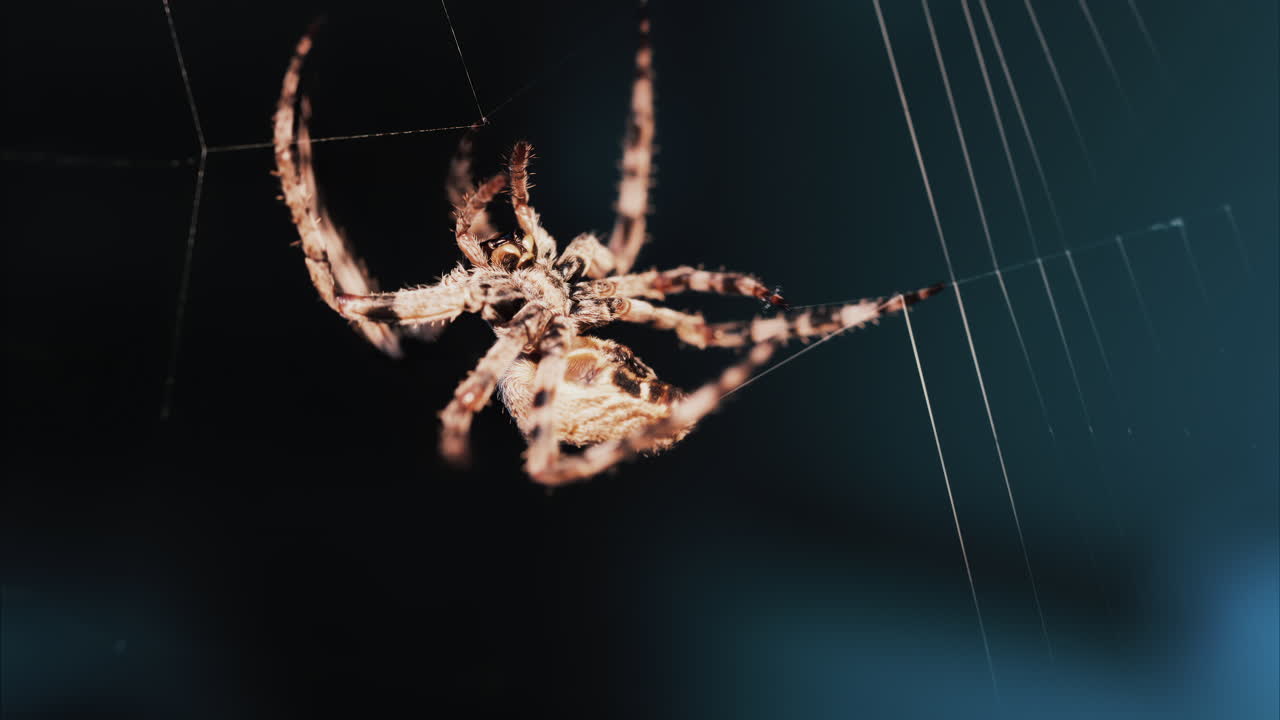Close up of a spider sitting in its web, showing intricate details of its body and fine silk threads