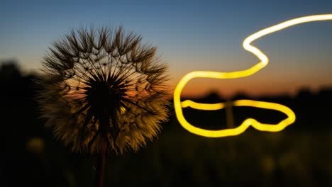 a stunning dandelion at sunset with glowing light trails, capturing the beauty of nature and the magic of evening light in an artistic perspective