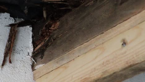 rotten wood on a roof.